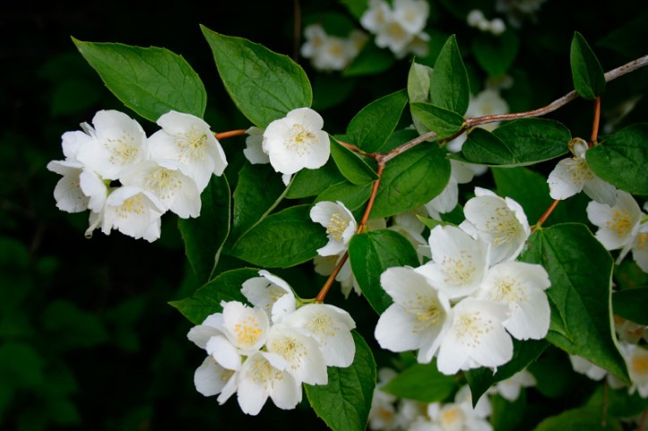Doftschersminblommor