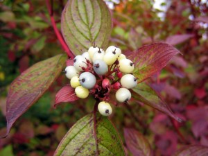 Cornus alba, bär