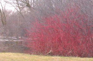 Cornus alba 'Sibirica' vinter