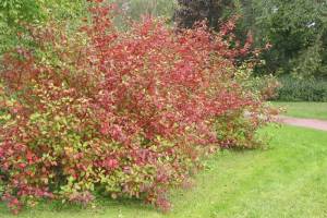 Cornus alba 'Sibirica'