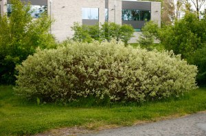 Cornus alba 'Ivory Halo'