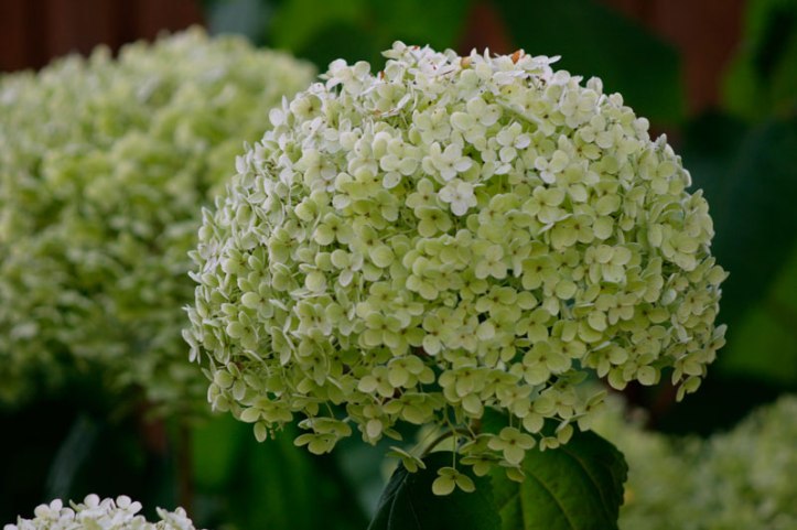 Vidjehortensia-sensommar