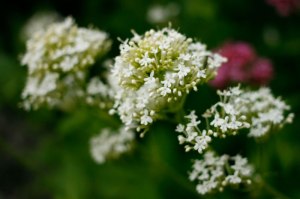 Centranthus ruber 'Albus', vit pipört