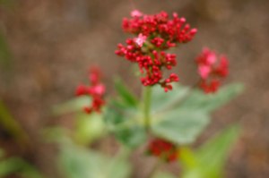Centranthus ruber 'Coccineus', pipört
