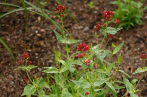 Centranthus ruber 'Coccineus', pipört
