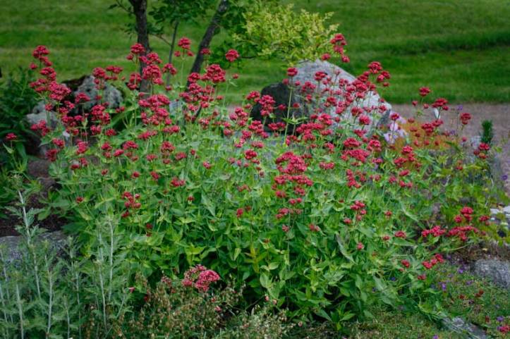 Centranthus ruber, pipört