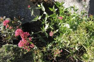 Centranthus ruber 'Rosy Red', vit pipört