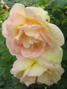 Frühlingsduft-blomma