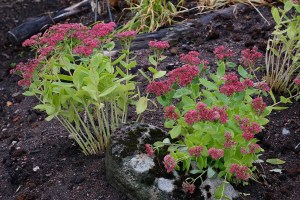 hylotelephium-telephium-spectabilie