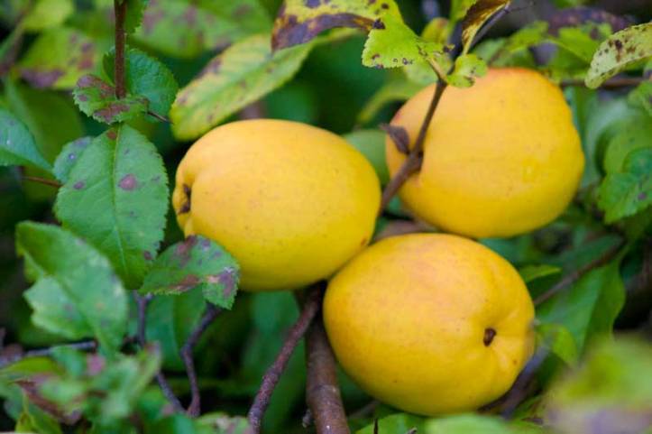 Liten-rosenkvitten-frukt