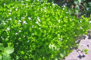 Myckmadra är skir och ljus