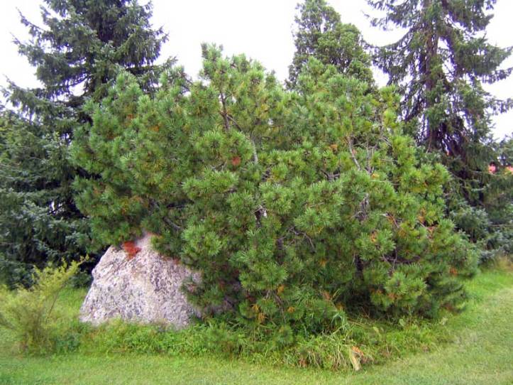Pinus-mugo-var-mughus