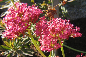 Centranthus ruber 'Rosy Red', pipört