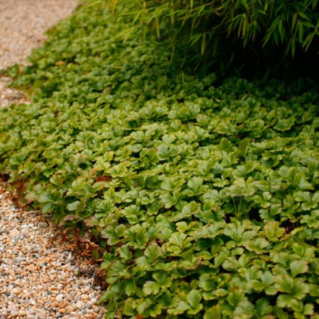 Waldsteinia ternata, gullgröna