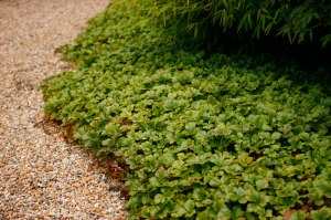 Waldsteinia ternata, gullgröna