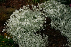 Cerastium tomentosum 'Silberteppich', silverarv