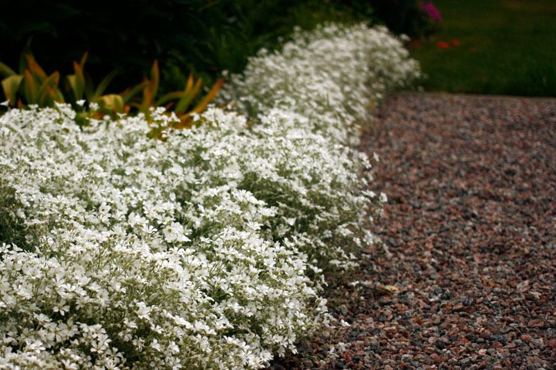 Cerastium tomentosum, silverarv