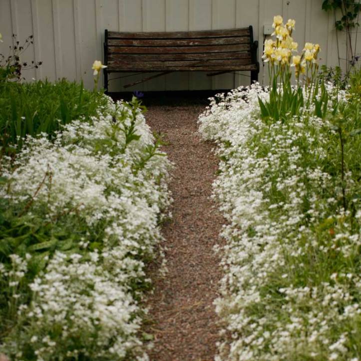 Cerastium tomentosum, silverarv som kantväxt