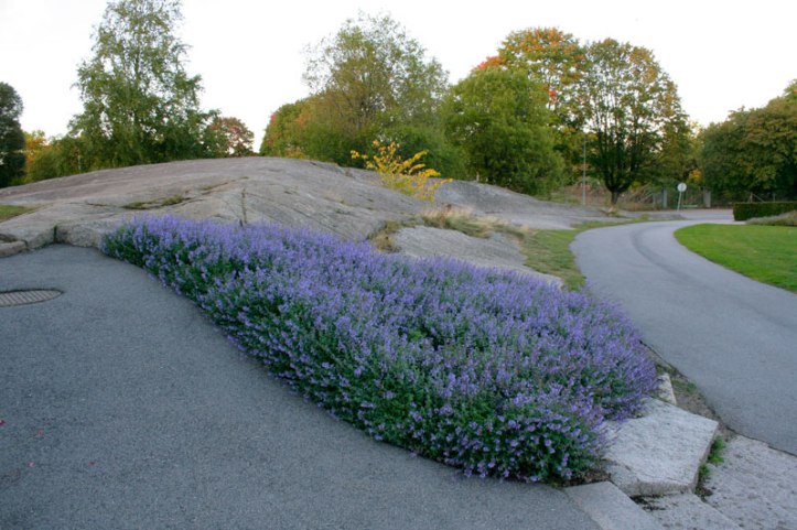 Kantnerpeta-andrablomning