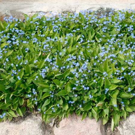 Ormöga har förgätmigejliknande blommor