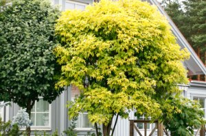 Sambucus nigra 'Aurea'