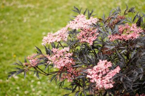 Sambucus nigra 'Eva' / 'Black Lace', rödbladig fläder