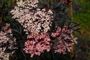 Sambucus nigra 'Eva' / 'Black Lace'