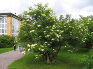 Sambucus nigra f. laciniata
