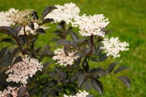 Sambucus nigra 'Purpurea'