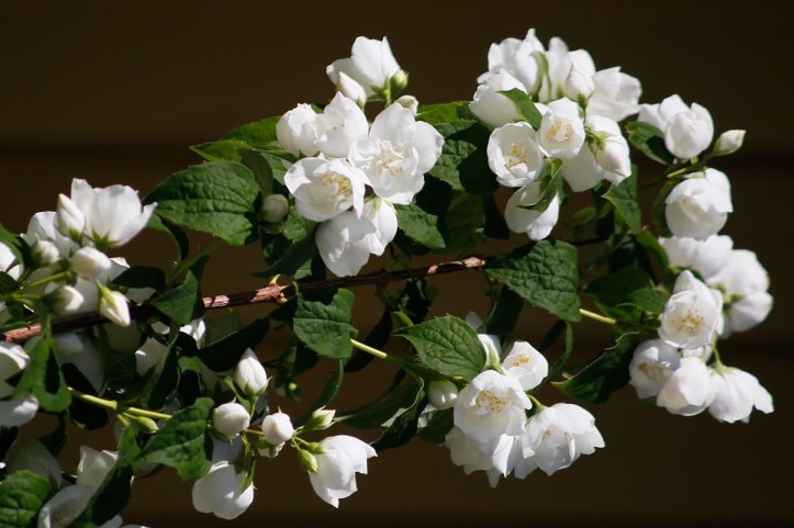 Philadelphus x virginalis