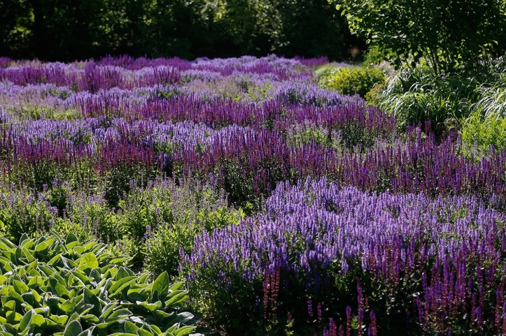 Stäppsalvia, Salvia nemorosa