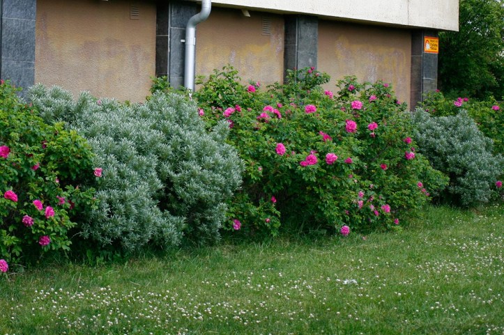 havtorn-troligen-hikul