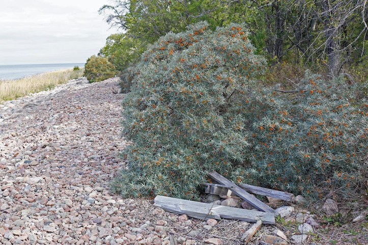 havtorn-vildvaxande-i-uppland