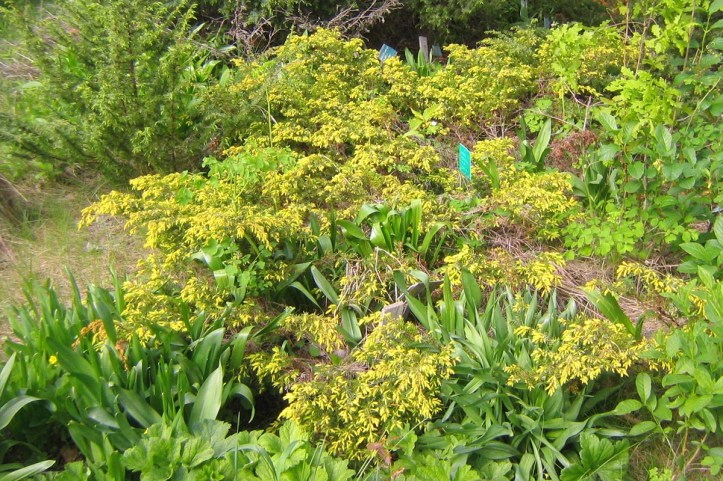 juniperus-communis-nana-aurea