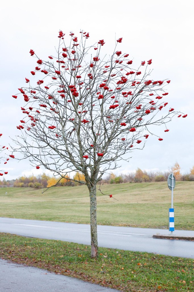 Rönn ‒ höstväxten #1 – Biofilia