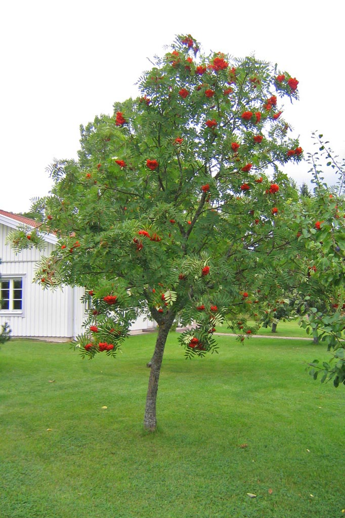 Rönn ‒ höstväxten #1 – Biofilia