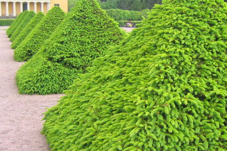 Formklippt gran, Picea abies