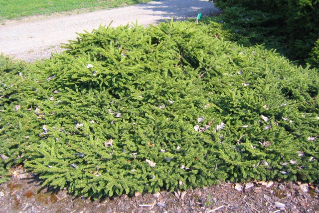 Krypgran, Picea abies 'Pumila Nigra'