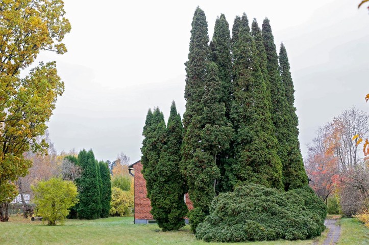 Kulturformer av tuja