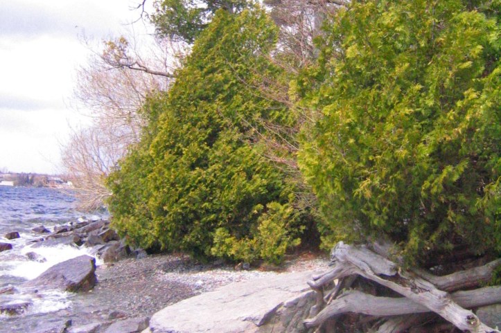 Thuja occidentalis vid Lake Ontario