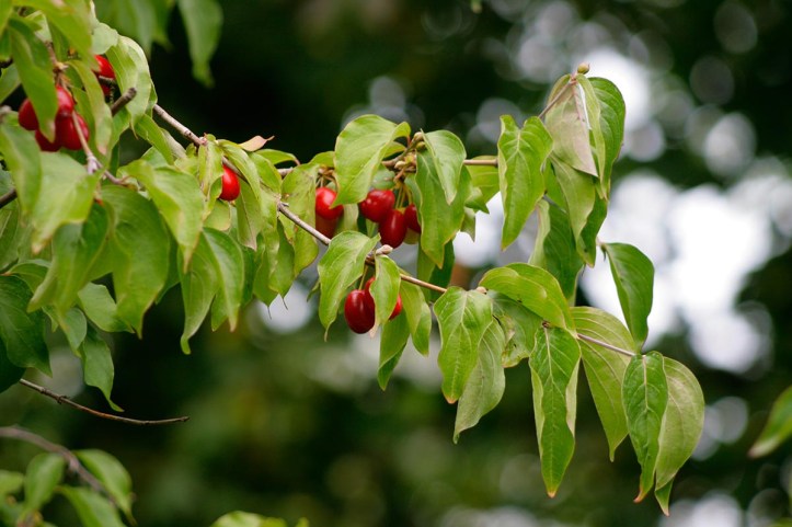 Körsbärskornell, Cornus mas, bär