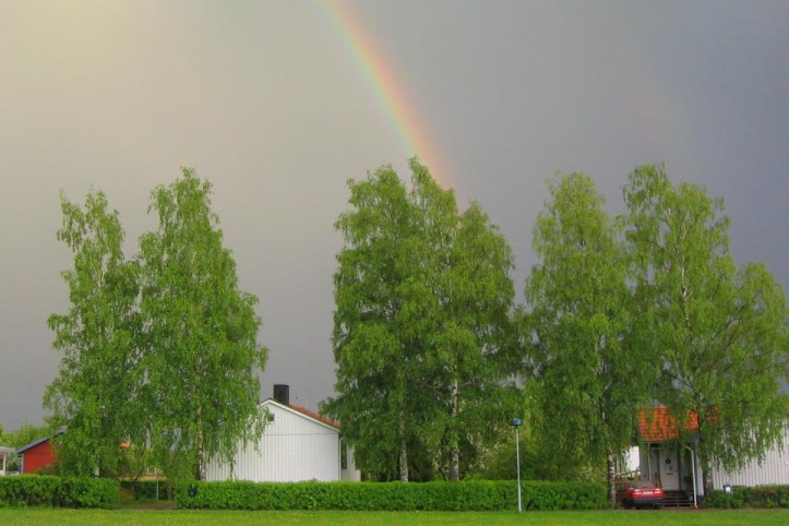 Vårtbjörk, Betula pendula, mellansvensk ekotyp (2)