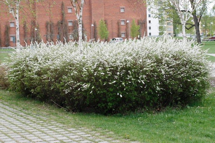 Norskspirea Spiraea x cinerea 'Grefsheim'