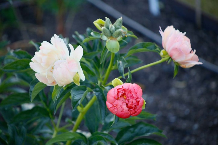 Hybridpion 'Coral Sunset'