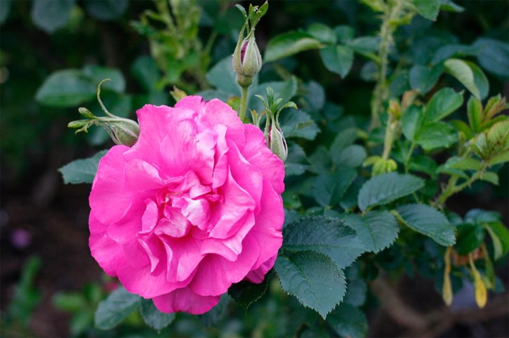 Rosa rugosa-gruppen 'Aushedge' Wild Edric