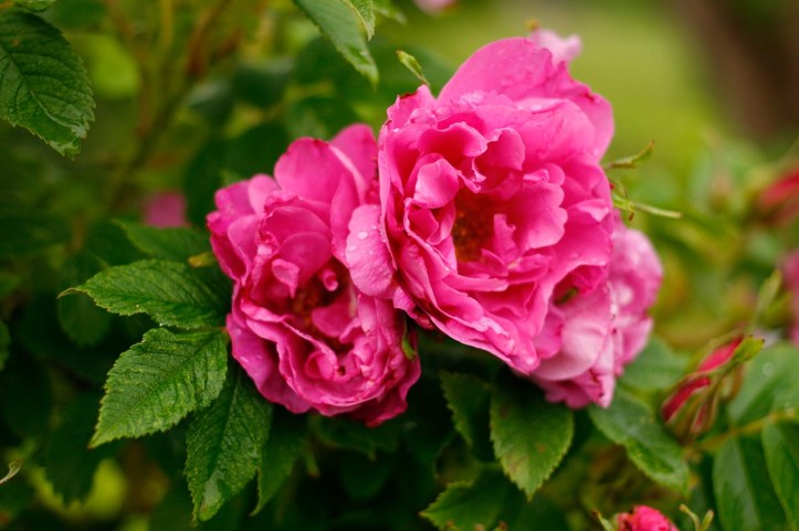 Rosa Rugosa-gruppen 'Örträsk'