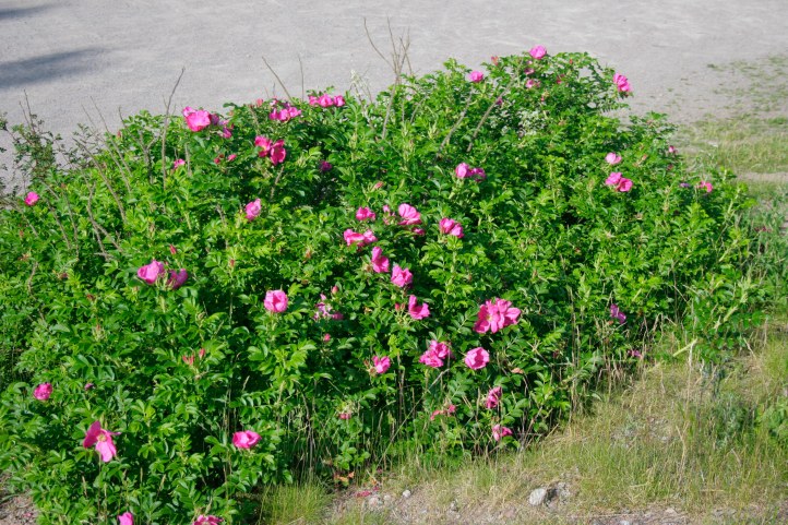 Vresros, Rosa rugosa