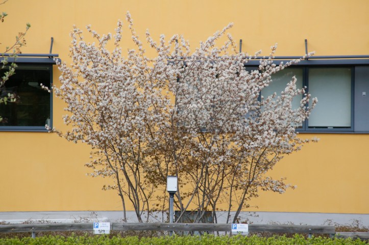 Kopparhäggmispel, Amelanchier laevis