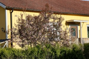 Blodhägg har ibland ett lite rufsigt växtsätt