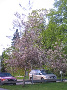 Vissa exemplar av blodhägg har ett mer strikt upprätt växtsätt